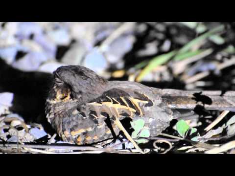 Nyctidromus albicollis