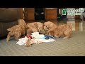 Cockapoo dogs for sale: Zoey - Video 1