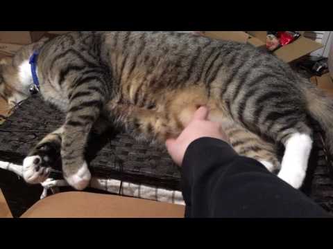 Porkchop : Sexy belly