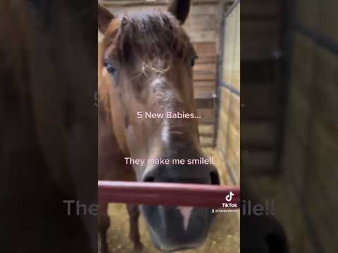 New babies on a neighbors farm.. #horse #hadenfarms #foal #beautiful  #alltheprettyhorses