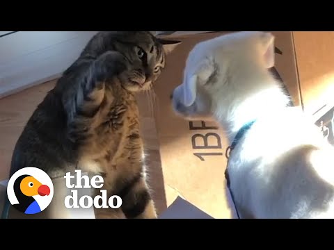 Cat Is NOT Happy About His New Puppy Brother | The Dodo Odd Couples