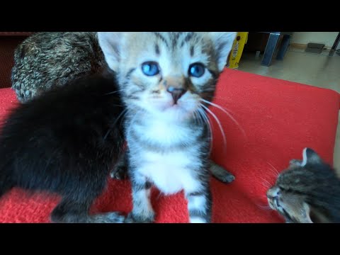 3 Weeks Old Baby Kittens Being Naughty Furballs