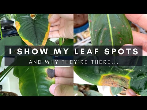 image-How is leaf spot disease treated?