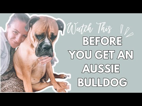 Watch This BEFORE You Get an AUSSIE BULLDOG │ Things I Wish I Knew...