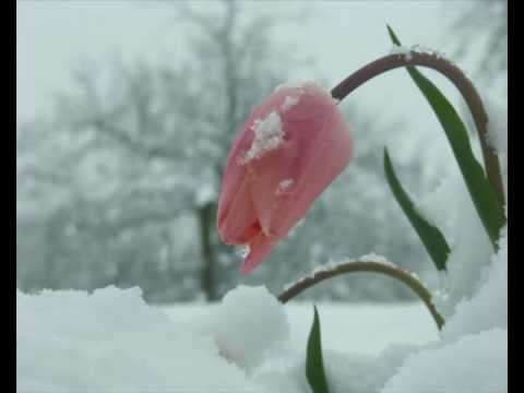 Carol in A Club feat. Armantas - Tavo jausmai