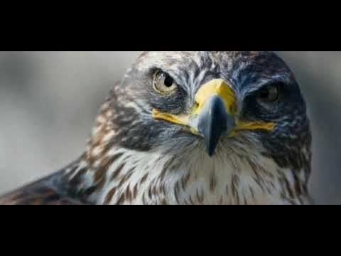 S.1.G ft Mr Crazy ft siGGa ft Yellow Star ft New Star ft Holi Wolf-Eagle S