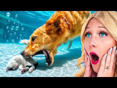 Animals Saving Other Animals Lives!