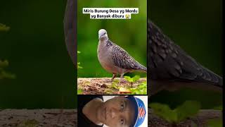 Download lagu Burung yg Bikin Adem Suasana Burung Puter Geni #shorts #burung mp3