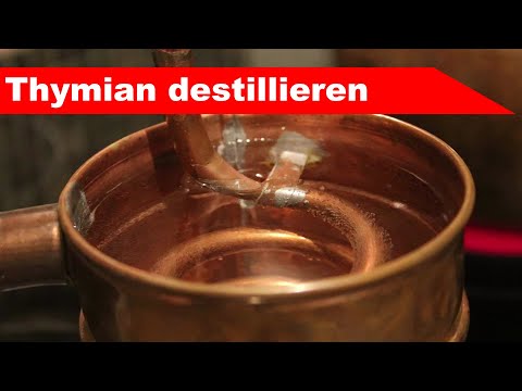 🌷 Thymian destillieren 🌻 - ätherisches Öl selber machen - diSTILLed