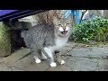 Tabby Stray Cat Meowing Unbelievably Cute