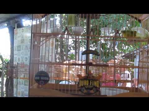 Torneio de ct Ouro Fino 040916