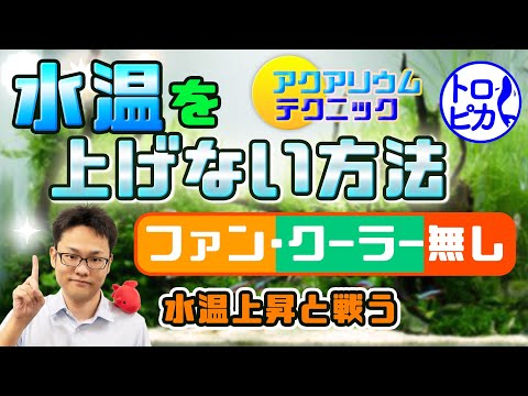 水槽の水が凍らないようにするにはどうすればよいですか?冬に幸せな鳥を育てるための簡単なヒント  庭園