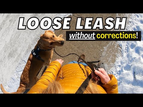 How to Train Heel & Loose Leash Walking: Complete Leash Training Guide