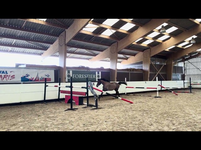 Ruin Selle Fran&ccedil;ais Te koop 2021 Donker bruin / bai ,  CANTURANO (DEU)