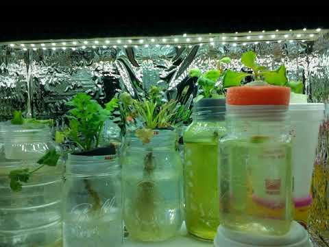 Time-lapse : Cilantro and Lettuce Plants In White LED Strips Mirror Box - 28 days - 20 fps