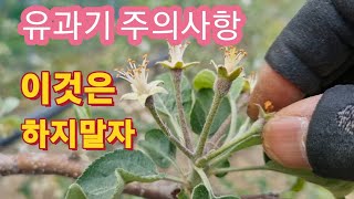 사과 유과기 관리요령/주의사항