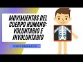 LOS MOVIMIENTOS DEL CUERPO HUMANO : MOVIMIENTO VOLUNTARIO E INVOLUNTARIO (PARA NIÑOS)