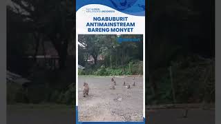 Ngabuburit Anti-mainstream! Beri Makan Puluhan Monyet di Obyek Wisata Plangon Cirebon