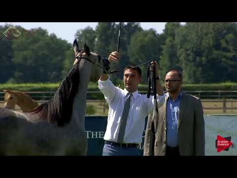 N.9 D GHALIAH - Chantilly 2018 AHO World Cup - Yearling Fillies (Class 1B)