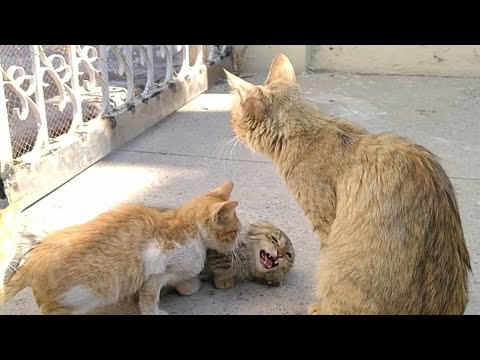 Kittens Are Sad After Their Mother Has Weaned Them