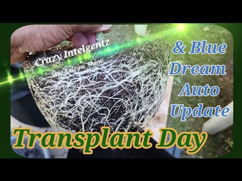 Weed Grow Gelato Transplant & Blue Dream Autoflower Update