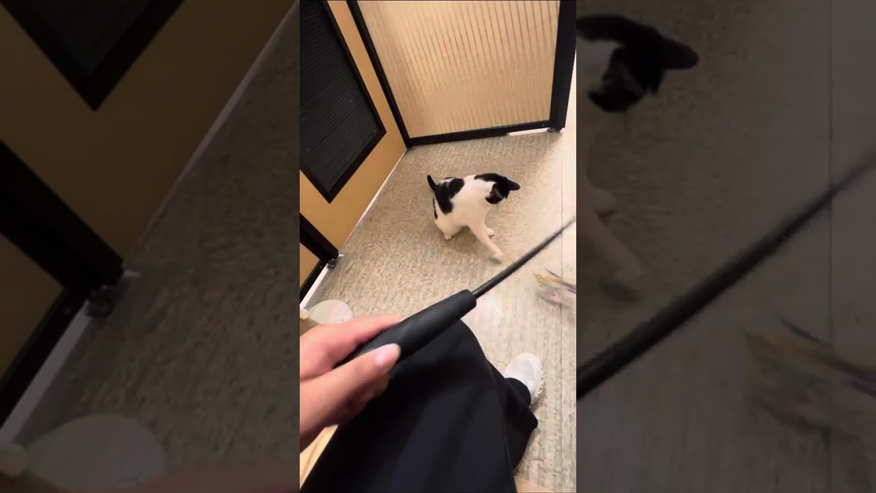 Lainey, a Adoptable Domestic Short Hair in Indianapolis, IN video 6/6