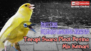 Download lagu Terapi Suara Pleci Betina Mix Kenari || Pleci Stres Dijamin Langsung Merespon mp3