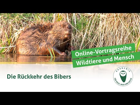 DJV-Online-Vortragsreihe "Wildtiere und Mensch" | Die Rückkehr des Bibers