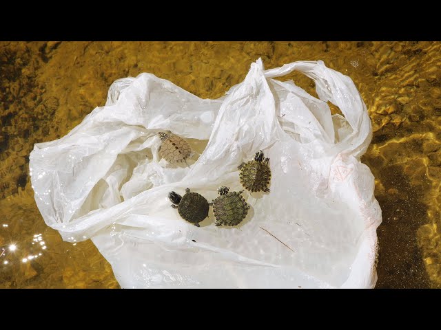 Saving Trapped BABY TURTLE’S From Human Waste! ** NOT OK**