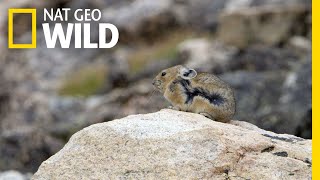 Download lagu The Pika is Quick and Elusive | America the Beautiful mp3