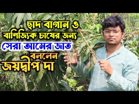 Webgarden জয়দ্বীপ দা বললেন এই ভ্যারাইটির আম গুলি হবে ছাদ বাগান ও বাণিজ্যিক চাষের জন্য সেরা