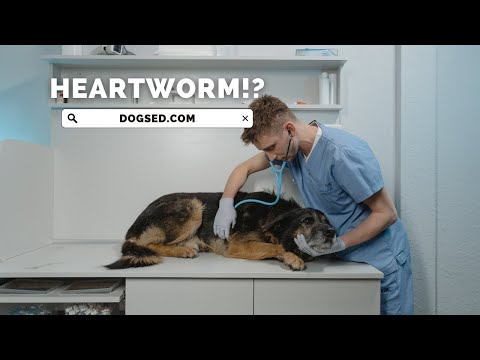 What You Need to Know About Dog Heartworm Disease