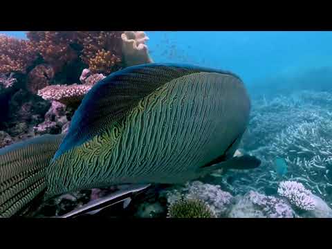 Site stewardship and the Tourism Reef Protection Initiative