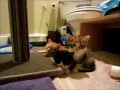 Cute Kitties fall asleep to Soft Kitty song 