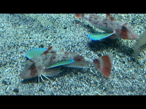 Startling Fish with Insect Legs & Wings