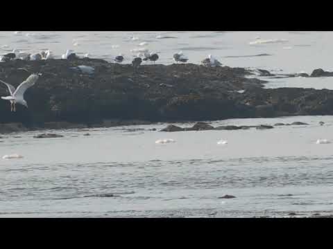 Beach life/ Shout out for channel: Swapna Ahmed