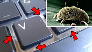 How to Get Rid of Computer & Keyboard Mites and Bugs (DIY EASY RESULTS)