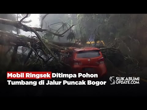 Mobil Ringsek Ditimpa Pohon Tumbang di Jalur Puncak Bogor