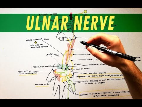 brachialis artrosis és ulnar kezelése csípőízületek fájdalmának kezelésére szolgáló gyógyszerek