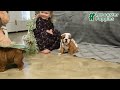 English Bulldog dogs for sale: Pearl - Video 1