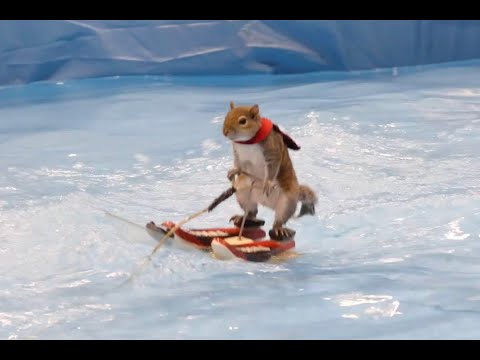 Twiggy the water skiing squirel takes a few laps at the Cleveland Boat Show
