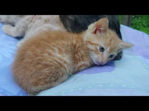 Diaphragmatic Hernia in Cats | Emergency Vet | The Story of Orangie