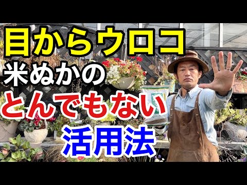 つくし肥料の使い方は？メリットは何ですか?いつ、どこに置くのですか？  庭園