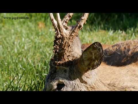 Erfolgreiche Bockjagd im ehem. Ostpreußen! Succesfull buck hunt in former East Prussia!