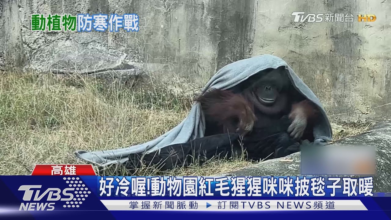 卡娃伊！抗寒流　動物園紅毛猩猩「咪咪」靠這一招