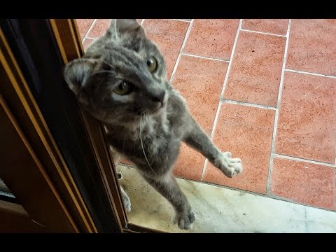 Una RANDAGIA mi fa la RAMANZINA