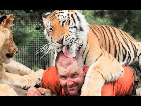 BIG CATS are just like House Cats! Compilation 2018