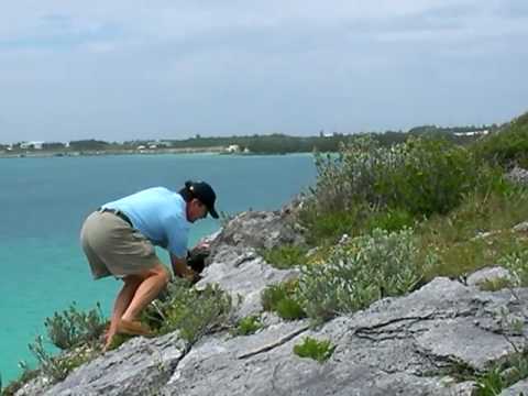 Jeremy Maderios on Nonsuch Island with a Bermuda Longtail Chick 3