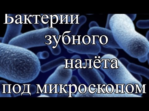 Как увидеть бактерии зубного налета в школьный микроскоп