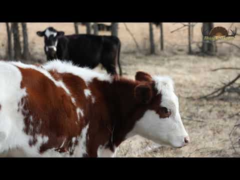 Sugar Creek Retreat | Mountain Grove, Mo